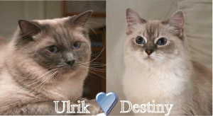 Ulrik & Destiny